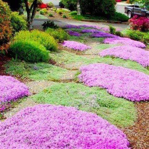 Creeping Thyme Seeds 100 PCS Pink Thymus Serpyllum Ground Cover