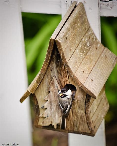 Our Chickadee Bird House - Houses Plans - Designs | Bird house kits ...