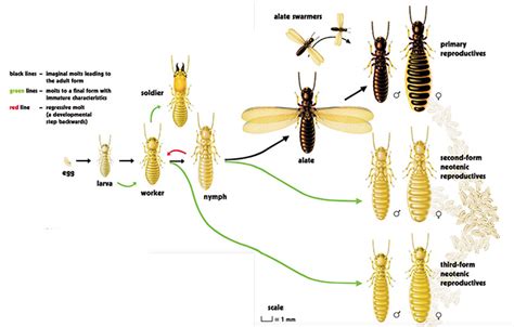 Biology of Subterranean Termites in the Eastern United States | UGA Cooperative Extension