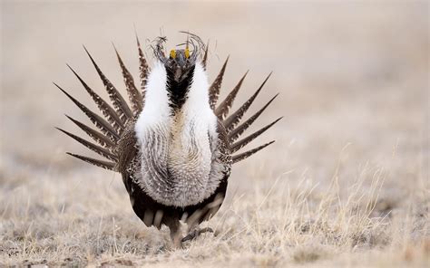 Congress Should Remove Political Rider that Harms Sage-Grouse | Audubon ...