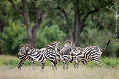 Wildlife: The Highlight of the Rainy Season