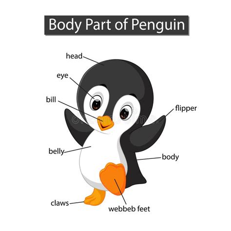 Penguin Anatomy Stock Illustrations – 147 Penguin Anatomy Stock ...