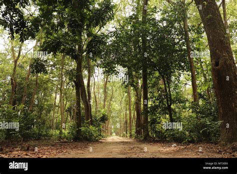 This picture is majuli island, Natural beauty of majuli Stock Photo - Alamy