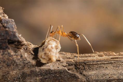 Yellow crazy ants discovered at new site in Cairns | Wet Tropics Management Authority