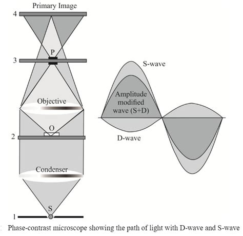 Phase contrast microscopy: Definition, principle, parts, uses - Biology Ease