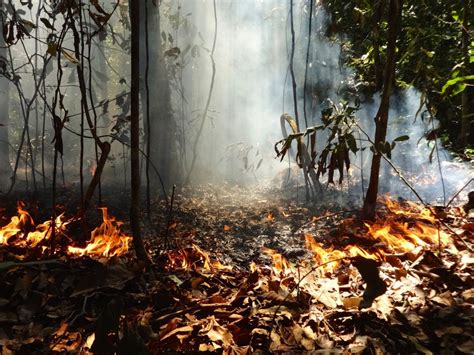 Study Shows Impacts of Deforestation and Forest Burning on Amazon Biodiversity | Arizona Site
