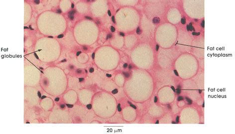 Plate 3.40: Fat Cells