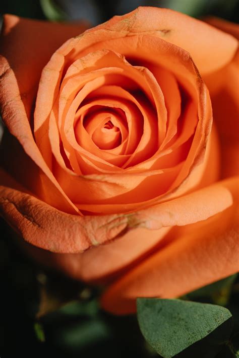 Orange rose with gentle petals and green leaves · Free Stock Photo