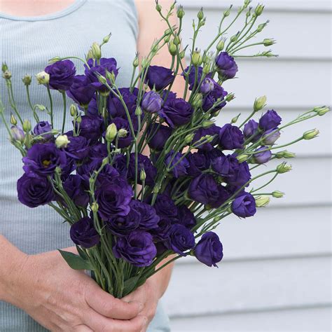 Doublini Blue - Pelleted Lisianthus Seeds | Johnny's Selected Seeds