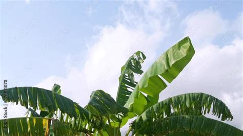 Banana tree leaves Stock Video | Adobe Stock