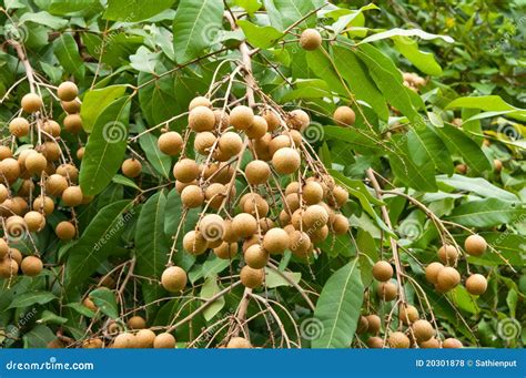 Longan Fruit On The Tree Royalty Free Stock Photos - Image: 20301878