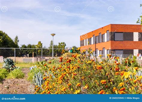 Allotment Garden Marum the Netherlands Stock Image - Image of allotment ...