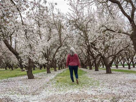 Flowering Almond Trees In California's Central Valley : Visiting The ...