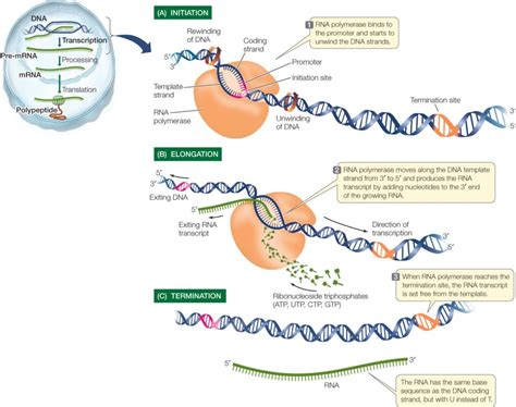 Prokaryotic Transcription- Enzymes, Steps, Significance