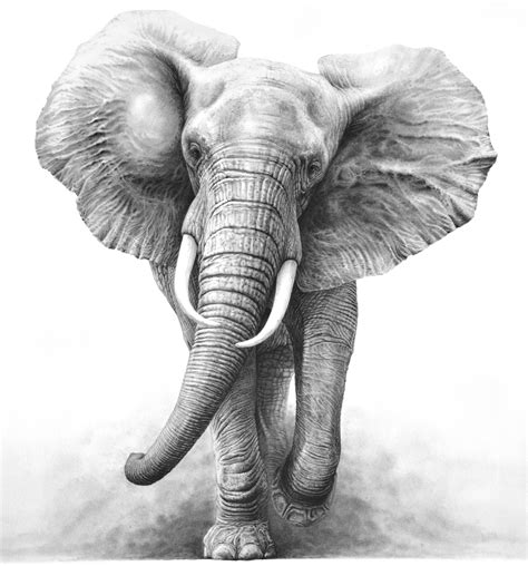 Elephant Pencil Drawing Tattoo Design | Elephant sketch, Elephant ...