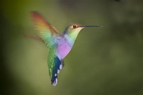 Rainbow Hummingbird by =bluemoongem on deviantART | Hummingbird photos, Hummingbird, Beautiful birds