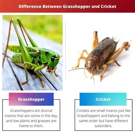 Grasshopper vs Cricket: Difference and Comparison