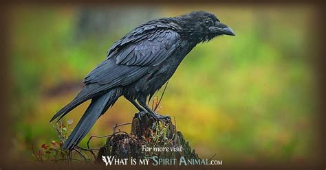 Raven Symbolism & Meaning | Raven Spirit Animal & Totem