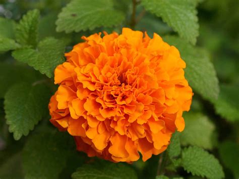 Marigold Flower Photos