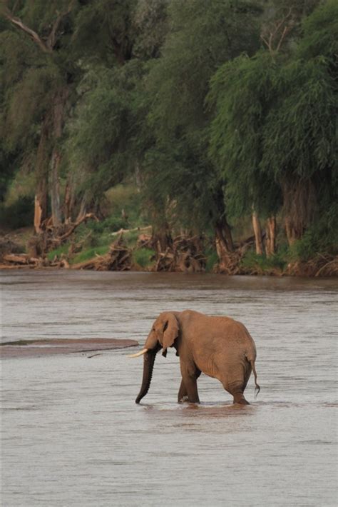 Samburu Animals – Samburu National Reserve