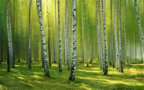 Birch Tree Backgrounds Free Download