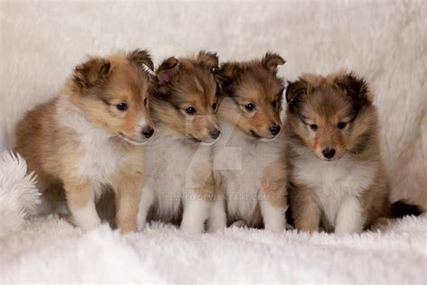 Sheltie Puppies by ellyeo on DeviantArt