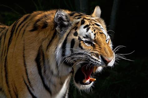 Roaring Tiger Stock Image - Image: 5044101