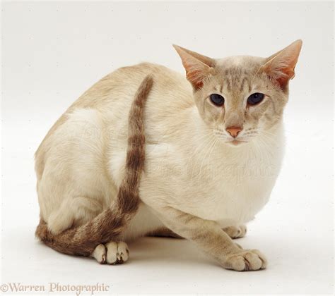 Lilac Tabby-point Siamese male cat photo WP13248