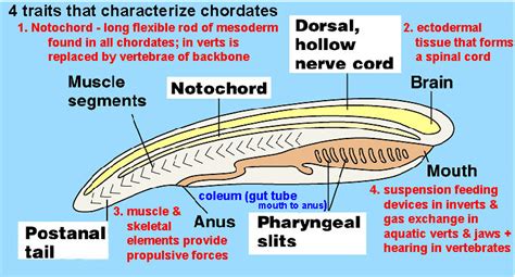 Chordata - Digestive System