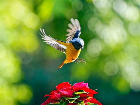 Bird Friendly Garden Ideas: Learn About Growing A Bird Garden