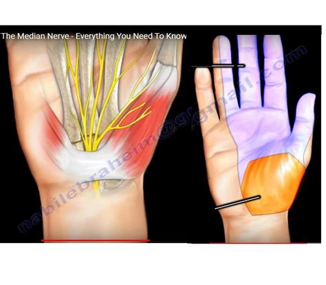 Median Nerve Anatomy and Branches — OrthopaedicPrinciples.com