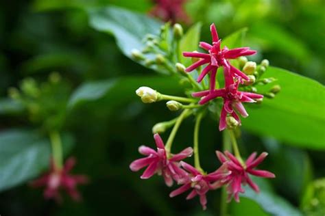 Flower Chinese Honeysuckle Flora - Free photo on Pixabay