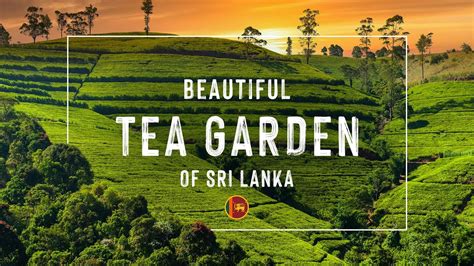 🇱🇰Sri Lanka`s Beautiful Tea Garden| Tea Plantation & Rambuda waterfall ...