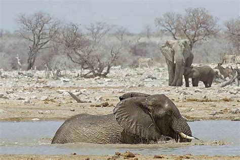 Camping tour Etosha Namibia Park 3 Day budget trip