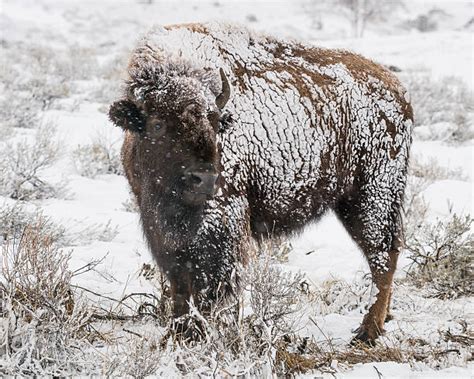 Bison Snow Storm Stock Photos, Pictures & Royalty-Free Images - iStock