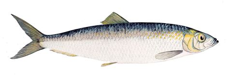 Baltic Herring, a subspecies of Atlantic Herring - Clupea harengus image - Free stock photo ...