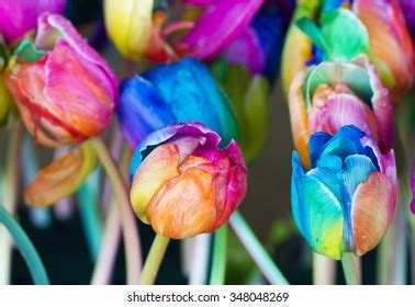 Rainbow Tulips Images, Stock Photos & Vectors | Shutterstock