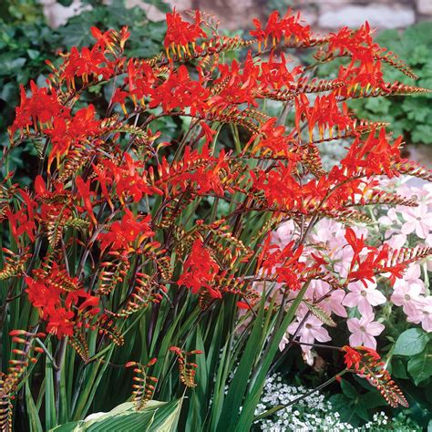 Buy Crocosmia Lucifer | J Parker Dutch Bulbs