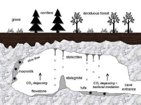 The most common speleothems discussed in the present chapter and their ...