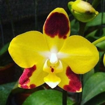 Orchid