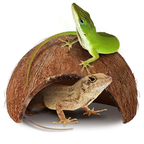 Anole Accessories: Must-Haves for Your Enclosure - Reptile District