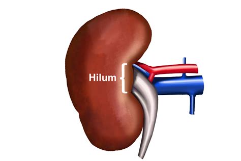 Kidney gateway is the hilum. Blood and waste move through