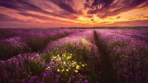 Lavender Purple Flower Field Under Black Yellow Cloudy Sky During Sunset HD Flowers Wallpapers ...