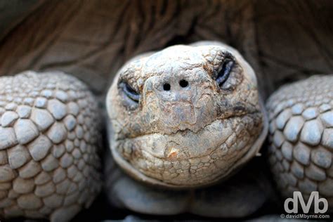 Tortoise Breeding Centre Isabela Galapagos - Worldwide Destination Photography & Insights