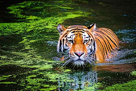 Why Bandhavgarh National Park is a MUST Visit if you love Tigers!