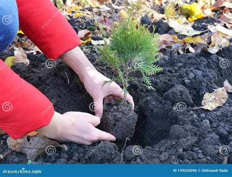 Gardener Planting Thuja Sapling with Roots and Dirt in the Garden Stock ...