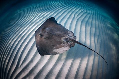 7 Stingray Facts That Will Leave You Terrified - Animal Sake