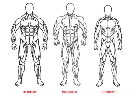 Body Types Ectomorph Mesomorph Endomorph