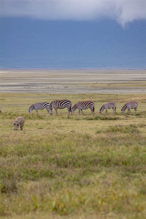 A Serengeti Safari Travel Guide | What to Know Before You Go