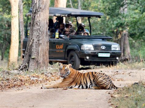 Tiger Safari in India at the Ranthambore National Park